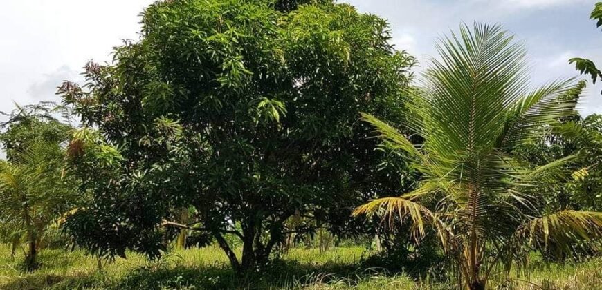 For Sale: Vacant Lot, Hacienda Sta. Monica, Lipa City Batangas