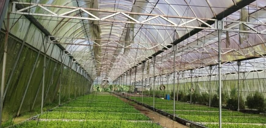 Lot with Improvements Amadeo, Cavite For Sale