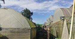 Lot with Improvements Amadeo, Cavite For Sale