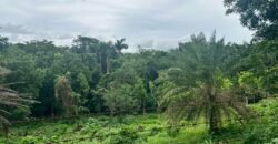 Lot Alaminos, Laguna For Sale